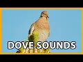 Download Lagu White-winged Dove Calls and Sounds