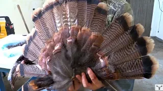 How to Remove a Turkey Fan Beard