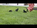 Miniature Schnauzer Puppies For Sale