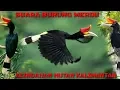 Download Lagu BURUNG ENGGANG || KEINDAHAN SUARA BURUNG DALAM HUTAN KALIMANTAN
