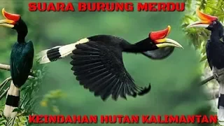 Download BURUNG ENGGANG || KEINDAHAN SUARA BURUNG DALAM HUTAN KALIMANTAN MP3