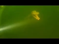 Broken Bow Lake Velociraptor