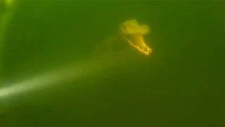 Broken Bow Lake Velociraptor