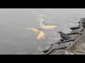 Download Lagu Seekor bangau hijau yang cerdas. Menggunakan roti sebagai umpan untuk menangkap ikan.