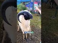 Download Lagu Kambing Idul Adha #kambing #iduladha #hewan #hewankurban #bandung #kurban #qurban #domba #sapikurban