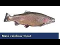 Top 10 Trout Fishing Lakes in Massachusetts 2024