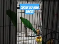 Download Lagu Jomin Emosi || Cucak Ijo mini keluarkan isian || Cimin Gacor || Pancingan Ampuh burung Terbaru