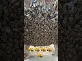 Download Lagu Instructions for raising wild bees - warm house. shelter from rain and sun for honey bees🥰