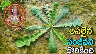 భూమి మీద దొరికే సంజీవని,లక్షలు విలువలు చేసే మందులు సైతం ఈ మొక్క ముందు పనికిరావు, ఎక్కడైనా కనిపిస్తే