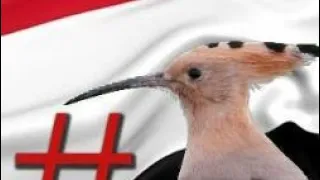 قصيدة هدهد سبأ شاعر يمني بفصاحه مذهله 