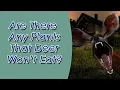 Food Crops That Deer Hate To Eat