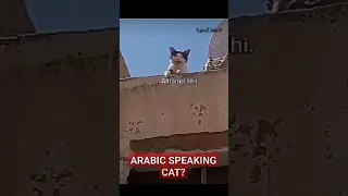 قطة تتكلم العربية 