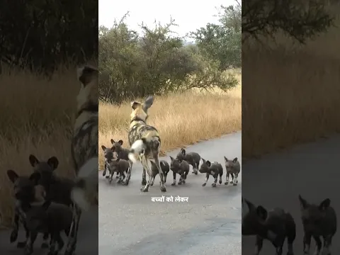 जंगली कुत्तों के बच्चे का शेर ने शिकारी किया। | The Lion Ate The Cubs Of Wild Dogs. | #shorts