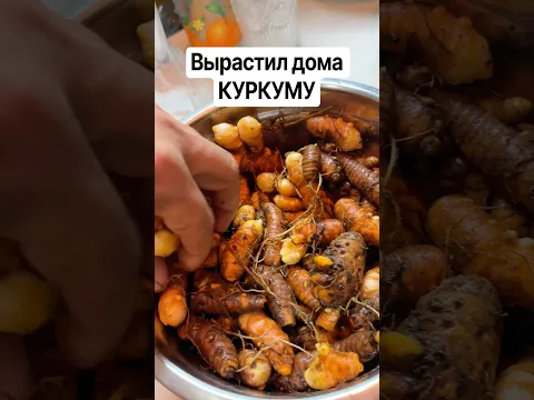 Вырастил куркуму в горшке