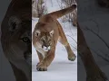 Cougar The Silent Predator You Never See Coming Puma Facts