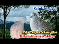 Download Lagu Masteran Kutut Lokal di Alam: Suara Menggema, Jamin Semua Langsung NYAUT!