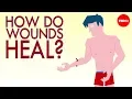 How a wound heals itself - Sarthak Sinha