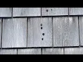 Preventing Carpenter Bee Damage