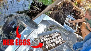 Aggressive Alligator Attacks Our Boat For Stealing Her Eggs Never Try This