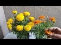 Download Lagu Marigold : Mga Simpleng Paraan ng Pag-Aalaga (Marigold Basic Growing Tips)