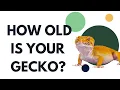 How Old Is Your Leopard Gecko Here s how to tell