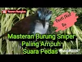 Download Lagu Masteran burung Sniper paling Ampuh suara Pedas banget