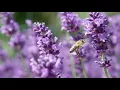 Download Lagu Forever Bee Honey | World's Best Bee Honey | 100% Natural Honey | Spanish Honey