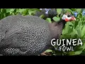 Download Lagu Burung Guinea Membunyikan Alarm