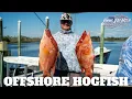 BIG HOGFISH In The Florida Middle Grounds With Capt Clay Shidler Hang Em High Sport Fishing