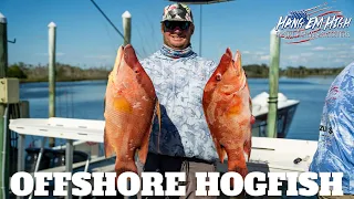 BIG HOGFISH In The Florida Middle Grounds With Capt Clay Shidler Hang Em High Sport Fishing