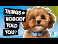 Things Nobody Told You About Owning a Cavoodle - Vet Dr Alex