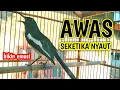 Download Lagu AWAS SEKETIKA NYAUT BIKIN EMOSI KACER LAIN !! PANCINGAN KACER GACOR PASTI NYAUT AMPUH.