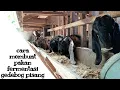 Download Lagu CARA MEMBUAT FERMENTASI GEDEBOG PISANG UNTUK PAKAN KAMBING | EM4 | TETES | POLAR |BEKATUL