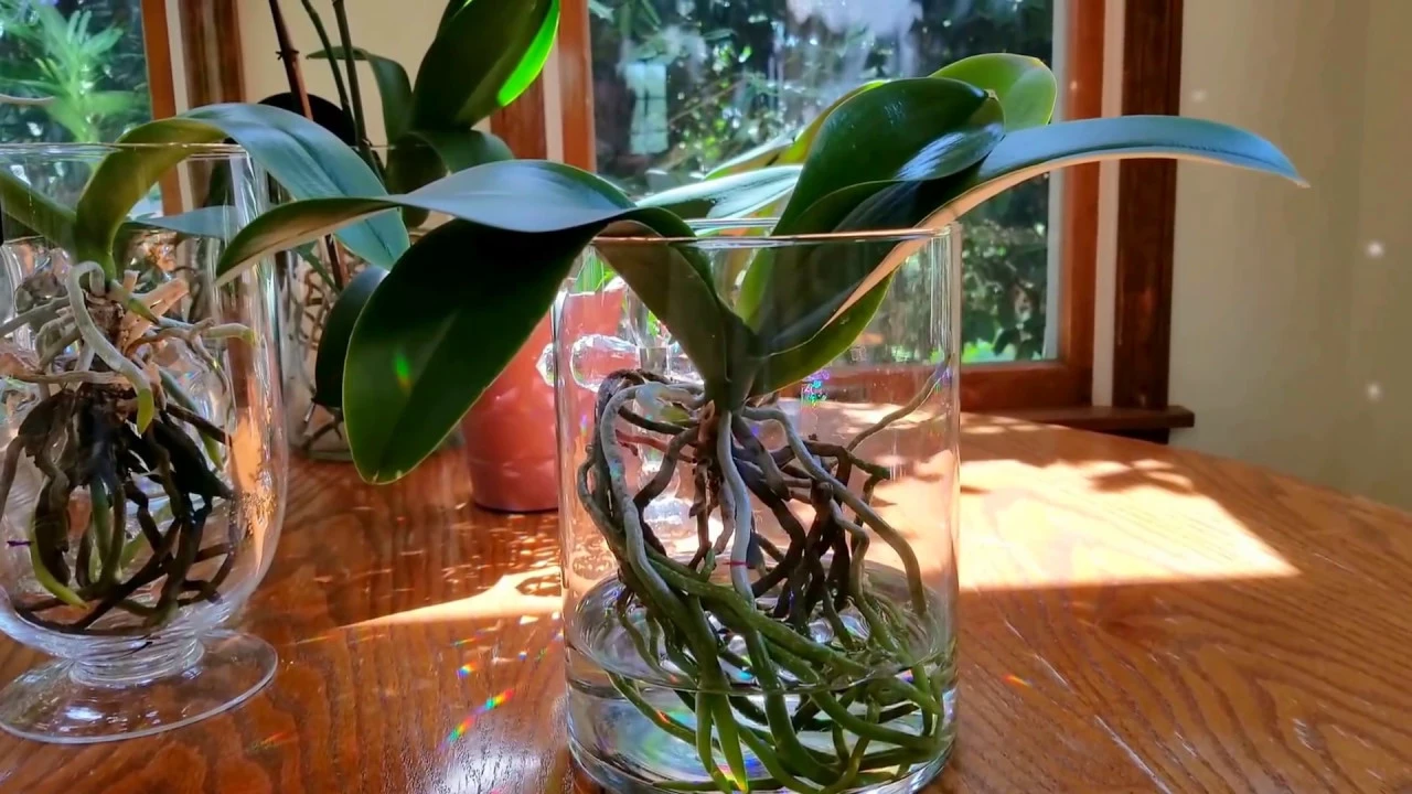HOW I FERTILIZE MY FULL WATER CULTURE PHALENOPSIS ORCHIDS