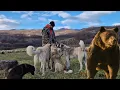 Download Lagu URSUL A ATACAT TURMA DE OI ÎNSĂ CÂINII ȘI-AU FACUT TREABA/ Povești ciobănești cu urși lupi și șacali