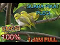 Download Lagu SUARA PIKAT PLECI || PALING AMPUH DAN AKURAT | PLECI LIAR DAN PLECI BANDEL |PASTI LENGKET [2023]