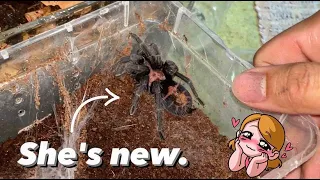 Stuff I do when I get a NEW TARANTULA !!!