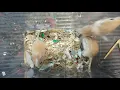 Gerbil Rodents Sale in Woodville OH