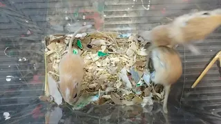 Gerbil Rodents Sale in Woodville OH