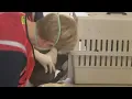 Drive-thru vet clinic offers vaccinations