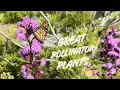 Lagu My Best Pollinator Plants