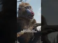 Download Lagu Rafiki | Mufasa: The Lion King