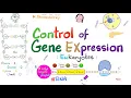 Control of Gene Expression Transcription Factors Enhancers Promotor Acetylation vs Methylation