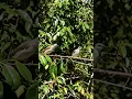 Mikat burung trucukan seru #kolibri #birds #kolibri #trucukan #shorts