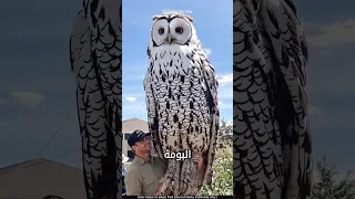 ما سر طائر البومة 