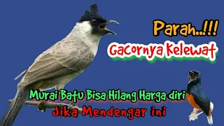 kutilang gacor full isian bikin murai batu hilang harga diri