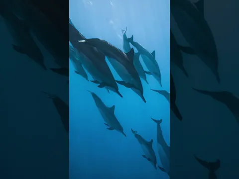 Top 3 Rarest Animals 😨 Number 2 Will Shock You