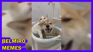 Belmiro Memes: Dublagens de animais engraçados - Episódio 773