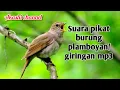 Download Lagu suara pikat burung plamboyan/giringan mp3
