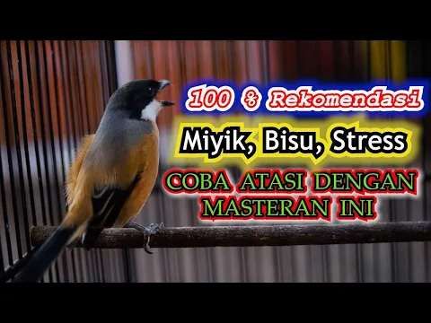 Download MP3 MASTERAN CENDET MALAM HARI 100% REKOMENDASI 🔥🔥!!! CENDET MIYIK, BISU, STRESS COBA ATASI DENGAN INI